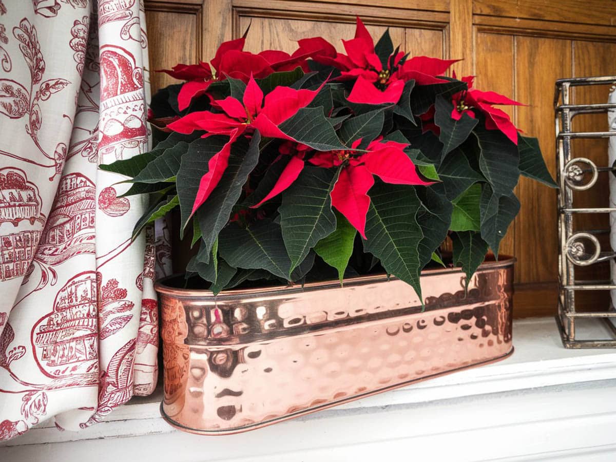 Antique copper box with hammered sides and poinsettias