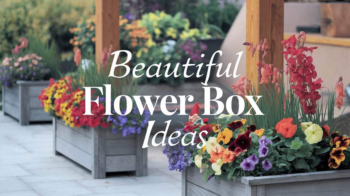 Beautiful Flower Box Ideas
