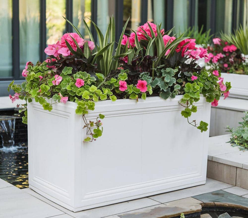 White planter with peah flowering vine