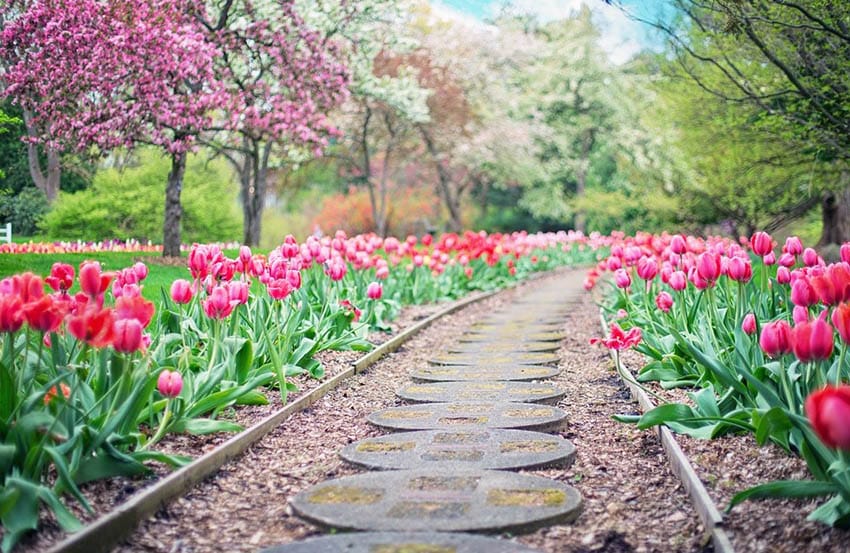 Pathway with wood border edge