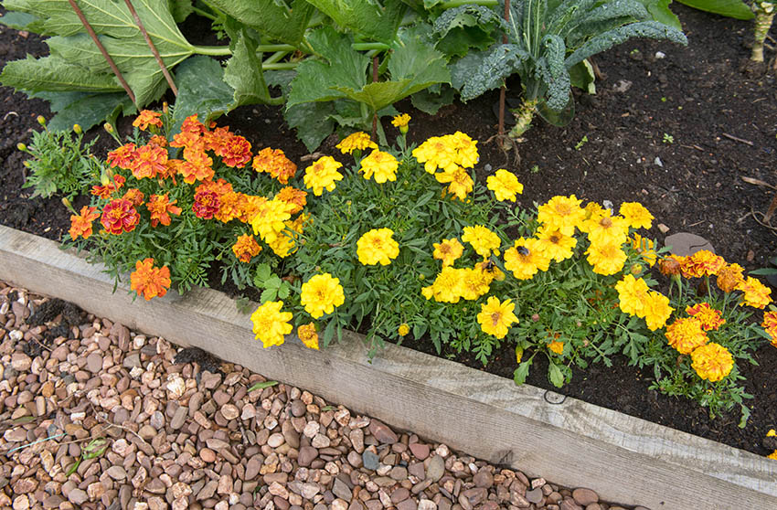 Raised garden bed with pressure treated edge for border